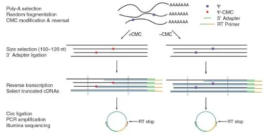 假尿苷（Ψ）修飾研究：Ψ-seq、BID-seq、BACS與納米孔技術(shù)的全面對(duì)比